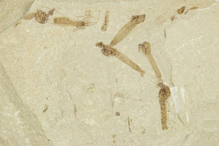 Crane Fly (Tipulidae) Mortality Plate - Green River Formation #360054